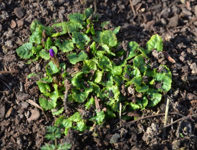 Primula_juliae.17-1.jpg