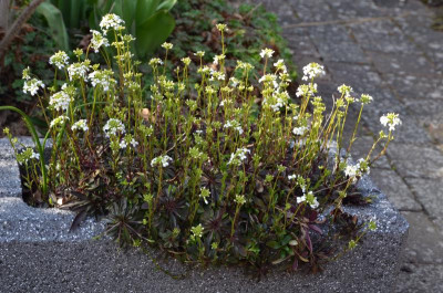 Arabis_procurrens.17-1.jpg