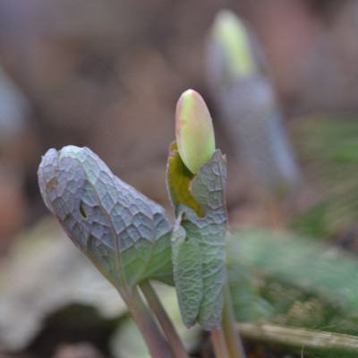 DSC_0610.jpg