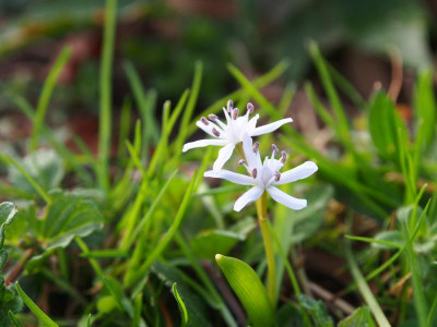 Scilla bifolia Hellblau P3150078.JPG