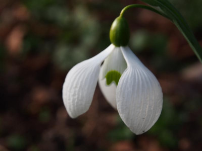 Galanthus Dodo Norton P3150081.JPG