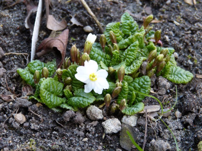 2017-03-15 Primula juliae alba 'Wanda'.jpg