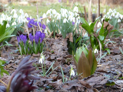 2017-03-15 Fritillaria imperialis.jpg