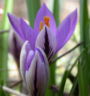 DSCN8462 (2) Crocus minimus Spring Beauty.jpg