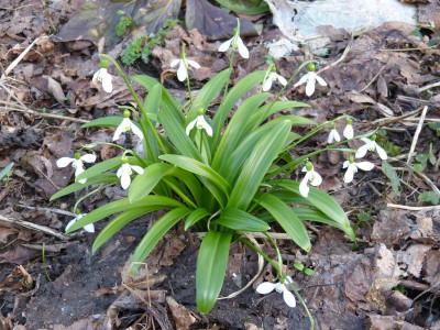 2017-03-15 Galanthus woronowii.jpg
