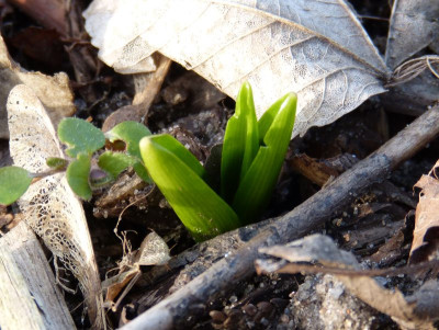 2017-03-15 Scilla.jpg