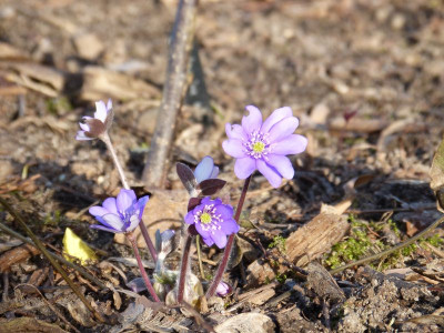2017-03-15 Hepatica nobilis.jpg