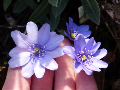 2017-03-15 Hepatica.jpg
