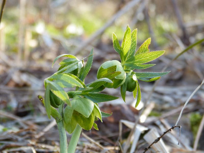 2017-03-15 Helleborus croaticus.jpg