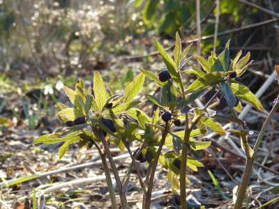 2017-03-15 Helleborus torquatus.jpg