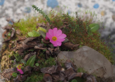 rosenprimel-ax.jpg