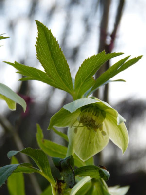 2017-03-15 Helleborus liguricus.jpg