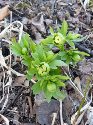 2017-03-15 Helleborus odorus.jpg