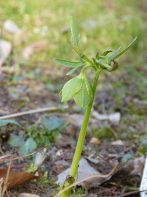 2017-03-15 Helleborus multifidus ssp. hercegovinus.jpg