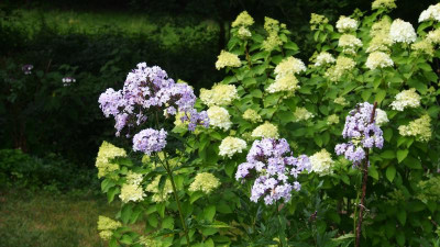Phlox Fliederenzian vor Hydrangea Limelight b P7170394.JPG