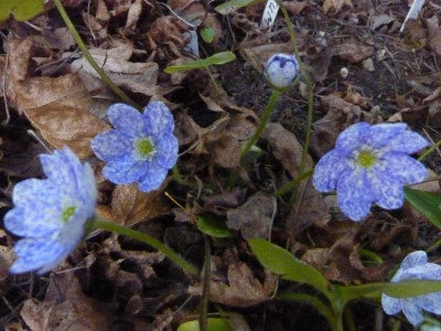 Hepatica nobilis Bavarian Blue 1 .jpg