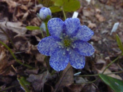 Hepatica nobiis Bavarian Blue.jpg