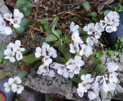 Aethionema oppositifolia  ...   16.3.17 029.jpg