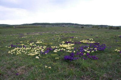 Naturstandort_I._pumila.JPG