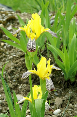 Iris_variegata.JPG