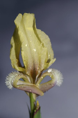 iris_melitta_150306.JPG