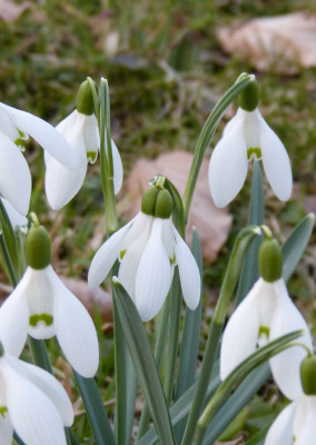 2017-03-16 Galanthus Doppelblüte.jpg
