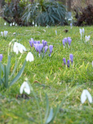 2017-03-16 Crocus.jpg