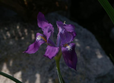Iris_nepalensis.JPG