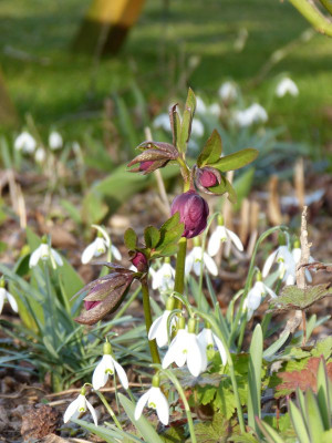 2017-03-16 Helleborus x hybridus 3.jpg