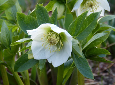 2017-03-16 Helleborus x hybridus 2.jpg