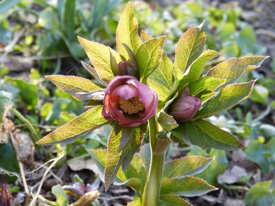 2017-03-16 Helleborus x hybridus Apricot.jpg