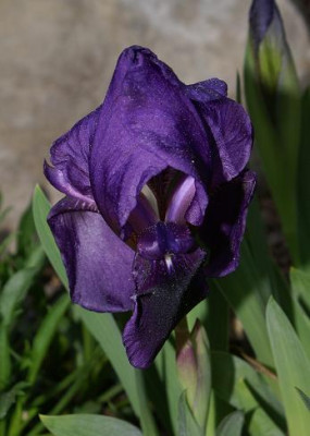 Iris_spec._bestes_blau.JPG