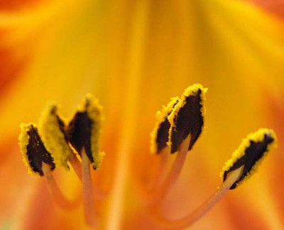 hemerocallis.jpg