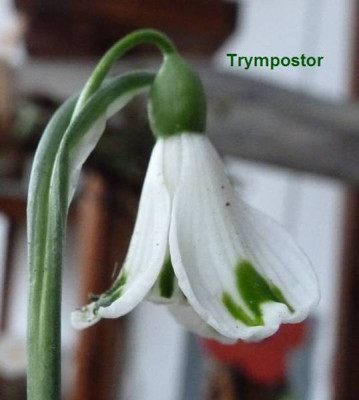BB-Trympostor.JPG