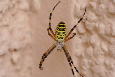 spinne_3.JPG