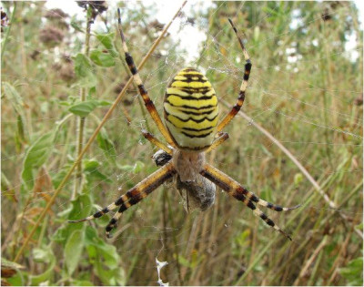 SPINNE_FR_2807_RII.jpg