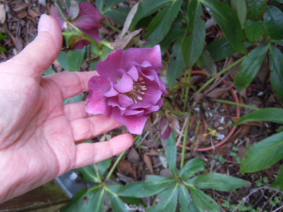 helleborus sp elly.JPG