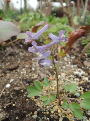Cory.fumarifolia 16.JPG