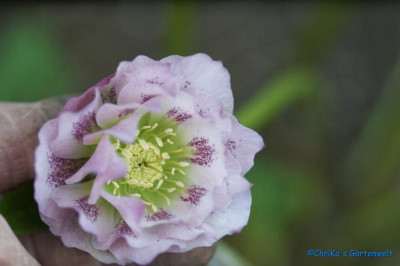 comp_DSC06283.jpg