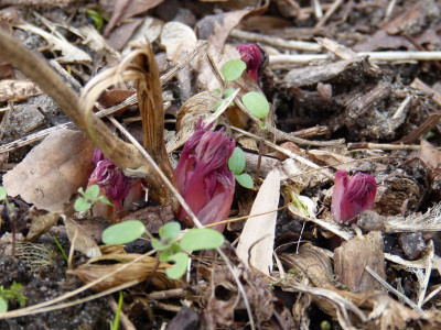 2017-03-13 Dicentra spectabilis 'Gold Heart'.jpg