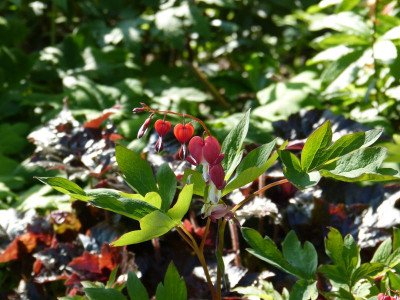 2016-06-05 Gartenimpressionen 2.jpg