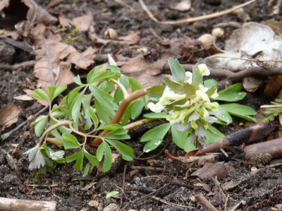 2017-03-17 Corydalis 'White Swallow'.jpg