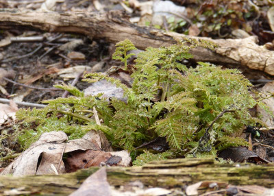 2017-03-17 Corydalis cheilanthifolia.jpg