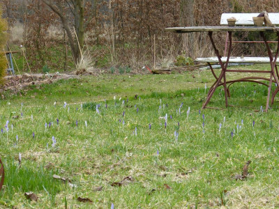 2017-03-17 Crocus.jpg