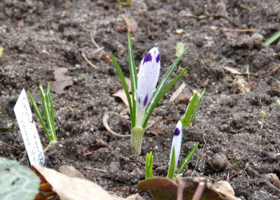 2017-03-17 Crocus heuffelianus 'SnowPrincess'.jpg
