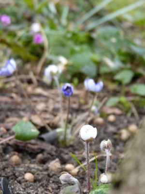 2017-03-17 Hepatica.jpg
