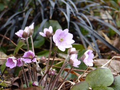 2017-03-17 Hepatica 'Rosa Elite'.jpg