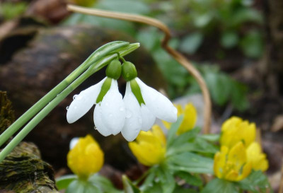 2017-03-17 Galanthus 'Merlin'.jpg