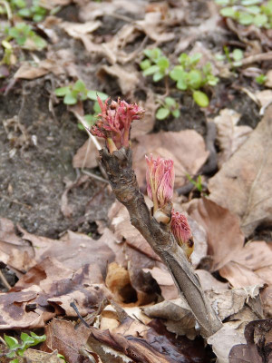 2017-03-17 Paeonia 'Ye Guang Bei'.jpg