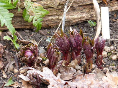 2017-03-17 Paeonia NC.jpg